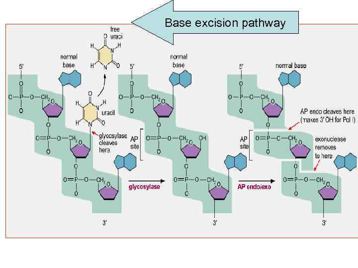 Base excision pathway 