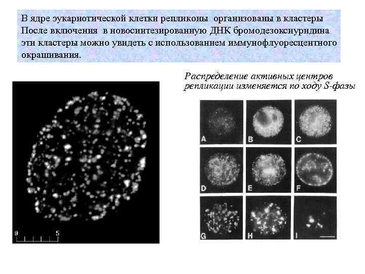 В ядре эукариотической клетки репликоны организованы в кластеры После включения в новосинтезированную ДНК бромодезоксиуридина