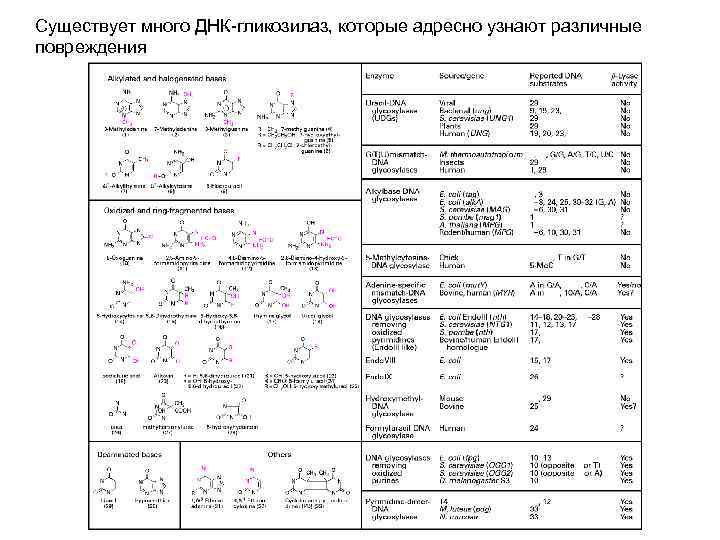 Существует много ДНК-гликозилаз, которые адресно узнают различные повреждения 