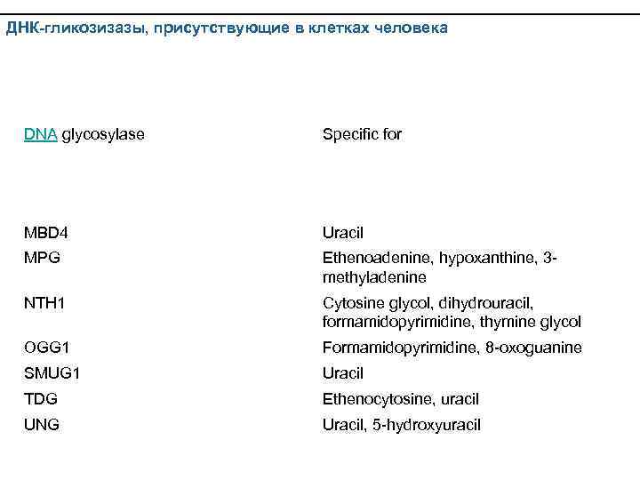 ДНК-гликозизазы, присутствующие в клетках человека DNA glycosylase Specific for MBD 4 Uracil MPG Ethenoadenine,