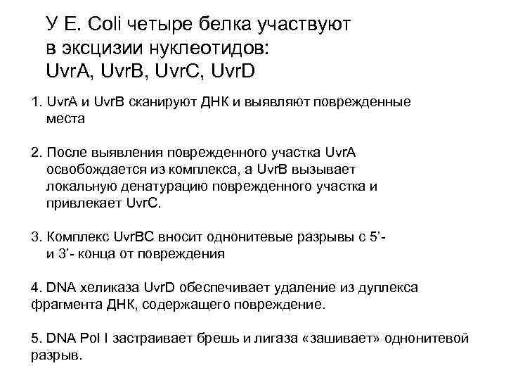 У E. Coli четыре белка участвуют в эксцизии нуклеотидов: Uvr. A, Uvr. B, Uvr.