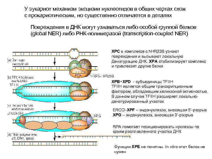 У эукариот механизм эксцизии нуклеотидов в общих чертах схож с прокариотическим, но существенно отличается