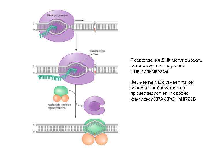 Повреждения ДНК могут вызвать остановку элонгирующей РНК-полимеразы Ферменты NER узнают такой задержанный комплекс и