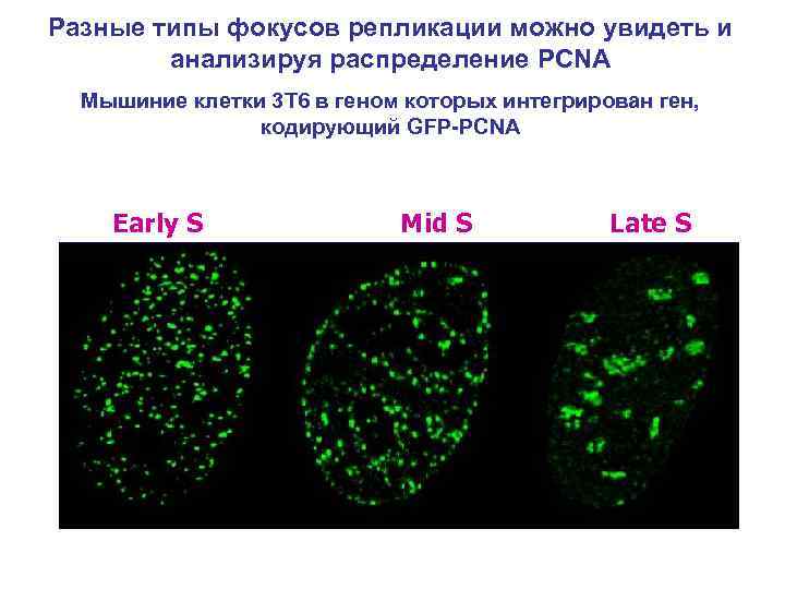 Разные типы фокусов репликации можно увидеть и анализируя распределение PCNA Мышиние клетки 3 Т