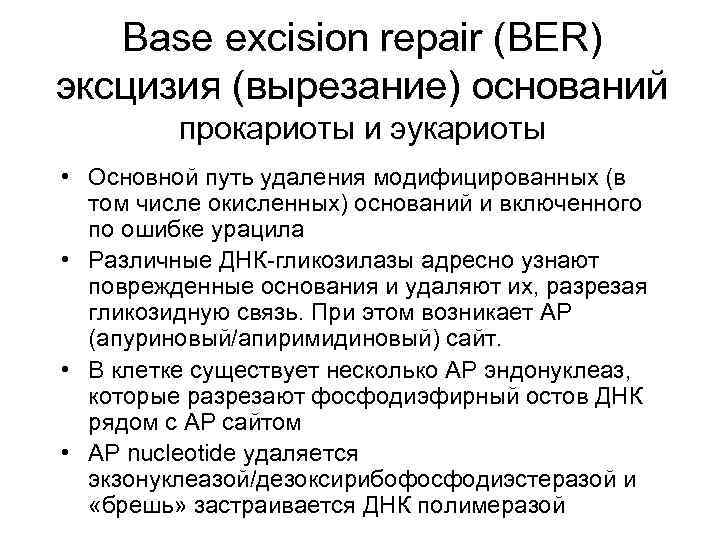 Base excision repair (BER) эксцизия (вырезание) оснований прокариоты и эукариоты • Основной путь удаления