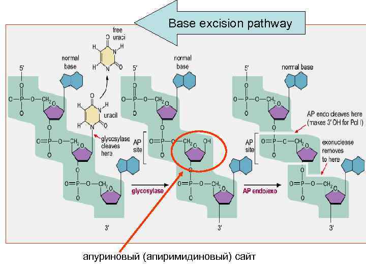 Base excision pathway апуриновый (апиримидиновый) сайт 