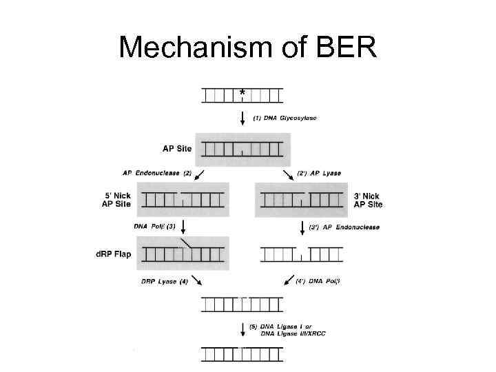 Mechanism of BER 