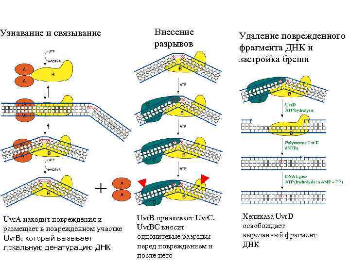 Узнавание и связывание Uvr. A находит повреждения и размещает в поврежденном участке Uvr. B,