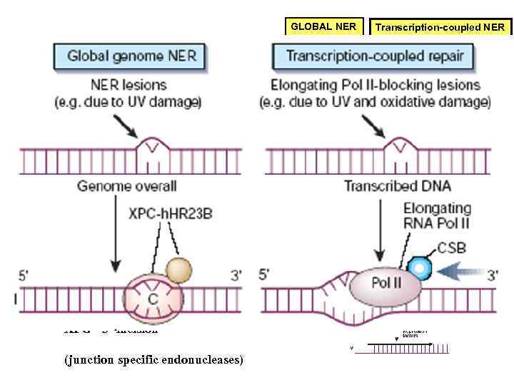 GLOBAL NER Transcription-coupled NER HPC-h. HR 23 B Pol II XPC - damage recognition