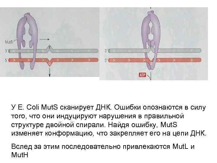 У E. Coli Mut. S сканирует ДНК. Ошибки опознаются в силу того, что они