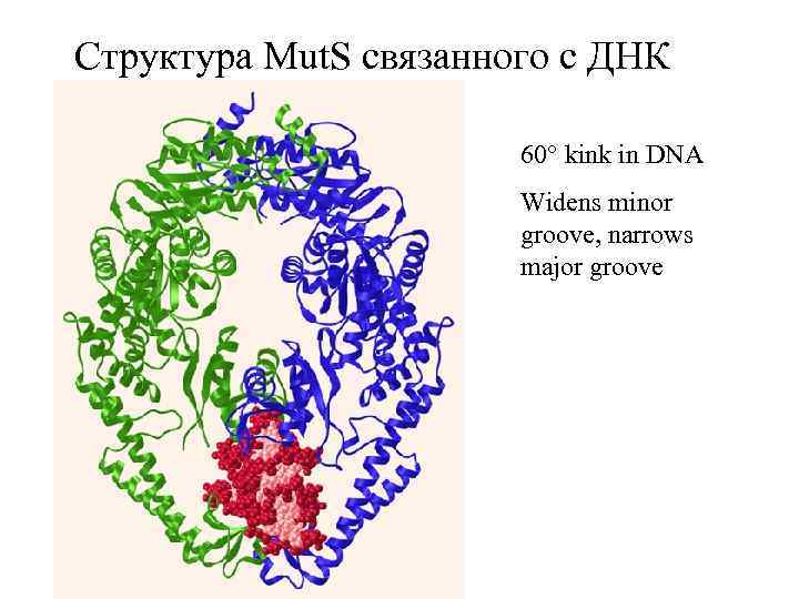 Структура Mut. S связанного с ДНК 60° kink in DNA Widens minor groove, narrows