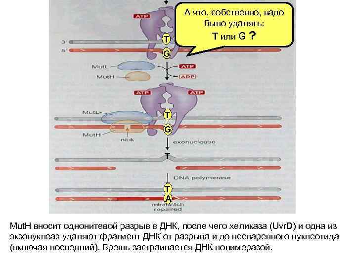 А что, собственно, надо было удалять: T T или G ? G T T