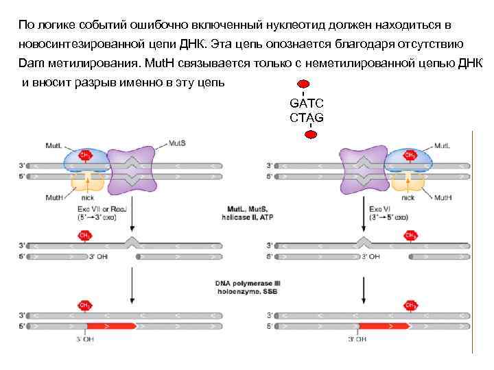 По логике событий ошибочно включенный нуклеотид должен находиться в новосинтезированной цепи ДНК. Эта цепь