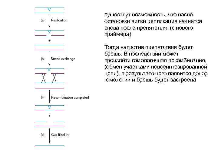 существут возможность, что после остановки вилки репликация начнется снова после препятствия (с нового праймера)