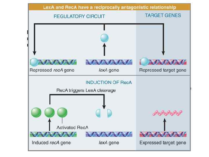 Филаменты Rec A стимулируют аутопротеолиз Lex A При снижении концентрации Lex A сначала активируются,