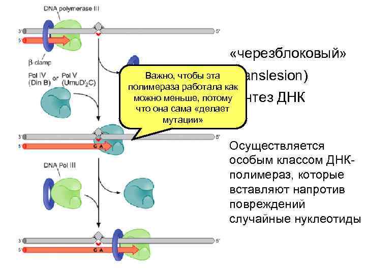  «черезблоковый» Важно, чтобы эта (translesion) полимераза работала как можно меньше, потому синтез ДНК