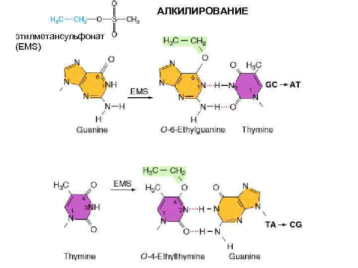 АЛКИЛИРОВАНИЕ этилметансульфонат (EMS) 