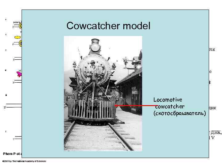  «черезблоковый» синтез катализируемой «мутасомой» (DNA pol V)” Cowcatcher model G При наличии препятствия