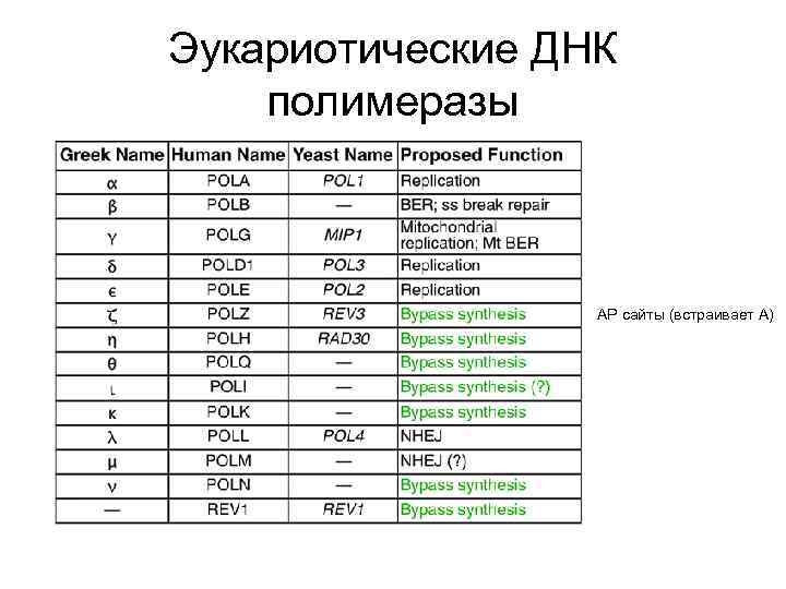 Эукариотические ДНК полимеразы АР сайты (встраивает А) 