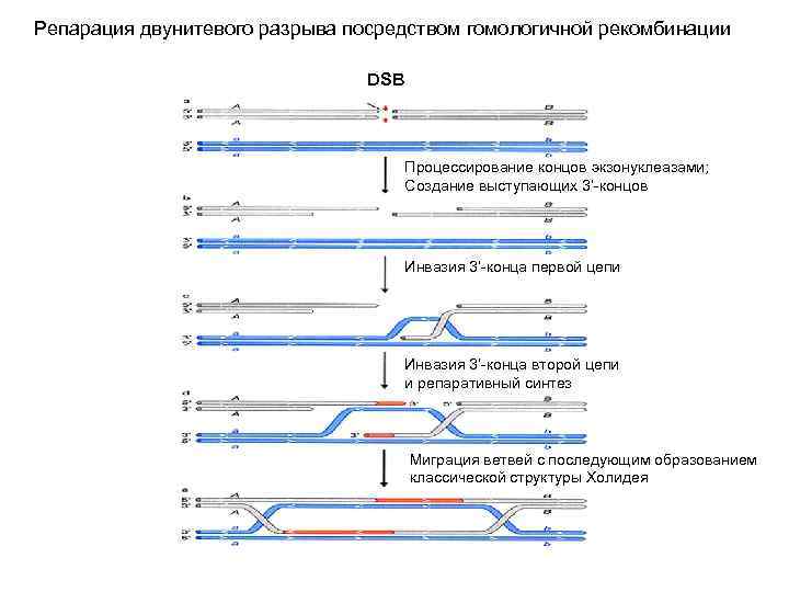 Репарация двунитевого разрыва посредством гомологичной рекомбинации DSB Процессирование концов экзонуклеазами; Создание выступающих 3’-концов Инвазия