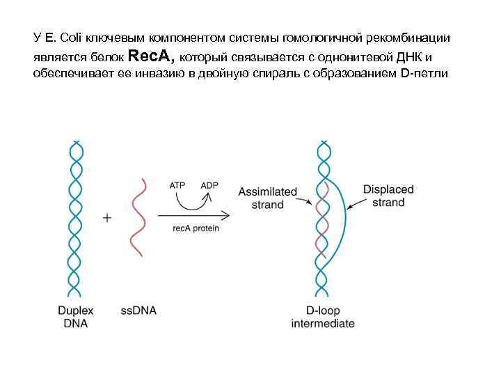 У E. Coli ключевым компонентом системы гомологичной рекомбинации является белок Rec. A, который связывается