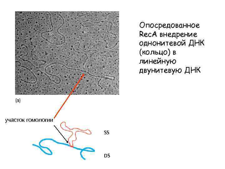 Опосредованное Rec. A внедрение однонитевой ДНК (кольцо) в линейную двунитевую ДНК участок гомологии SS