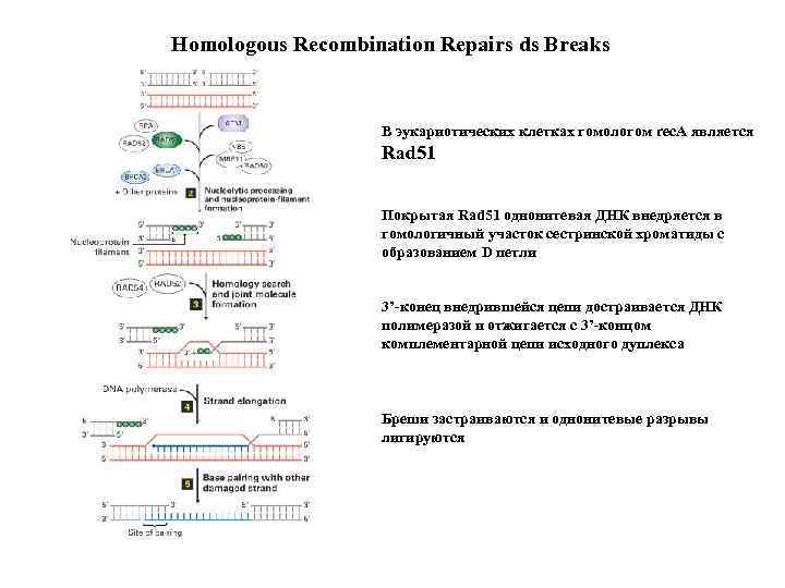 Homologous Recombination Repairs ds Breaks В эукариотических клетках гомологом rec. A является Rad 51