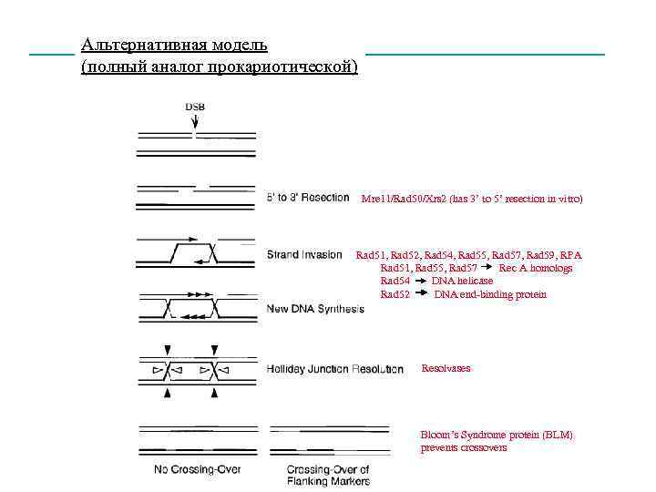 Альтернативная модель (полный аналог прокариотической) Mre 11/Rad 50/Xrs 2 (has 3’ to 5’ resection