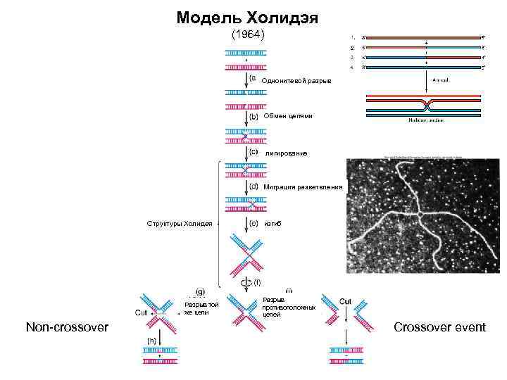 Модель Холидэя (1964) Однонитевой разрыв Обмен цепями лигирование Миграция разветвления Структуры Холидея Разрыв той