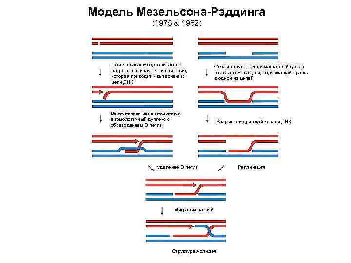 Модель Мезельсона-Рэддинга (1975 & 1982) После внесения однонитевого разрыва начинается репликация, которая приводит к