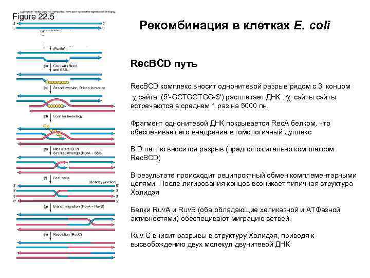 Рекомбинация в клетках E. coli Rec. BCD путь Rec. BCD комплекс вносит однонитевой разрыв