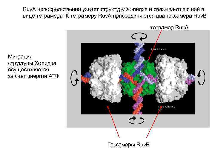 Ruv. A непосредственно узнает структуру Холидэя и связывается с ней в виде тетрамера. К