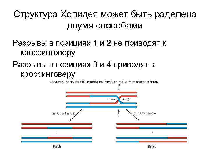 Структура Холидея может быть раделена двумя способами Разрывы в позициях 1 и 2 не