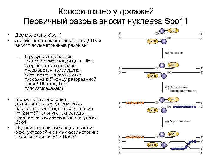 Кроссинговер у дрожжей Первичный разрыв вносит нуклеаза Spo 11 • • Две молекулы Spo