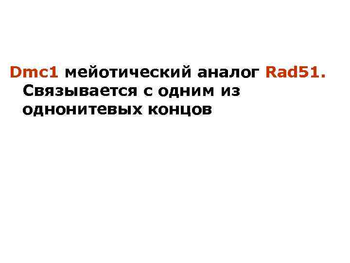 Dmc 1 мейотический аналог Rad 51. Связывается с одним из однонитевых концов 