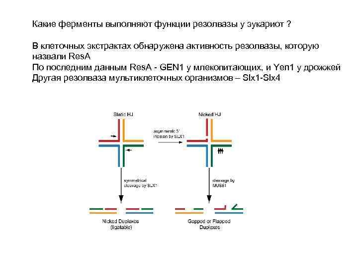 Какие ферменты выполняют функции резолвазы у эукариот ? В клеточных экстрактах обнаружена активность резолвазы,