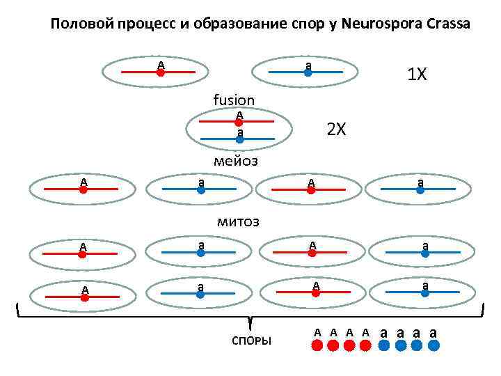 Половой процесс и образование спор у Neurospora Crassa а А 1 X fusion А