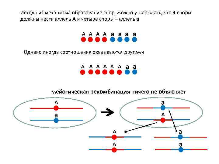 Исходя из механизма образование спор, можно утверждать, что 4 споры должны нести аллель A