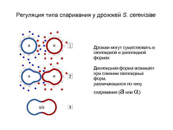 Регуляция типа спаривания у дрожжей S. cerevisiae Дрожжи могут существовать в гаплоидной и диплоидной