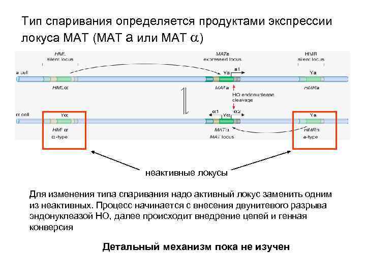 Тип спаривания определяется продуктами экспрессии локуса MAT (MAT a или MAT a) неактивные локусы