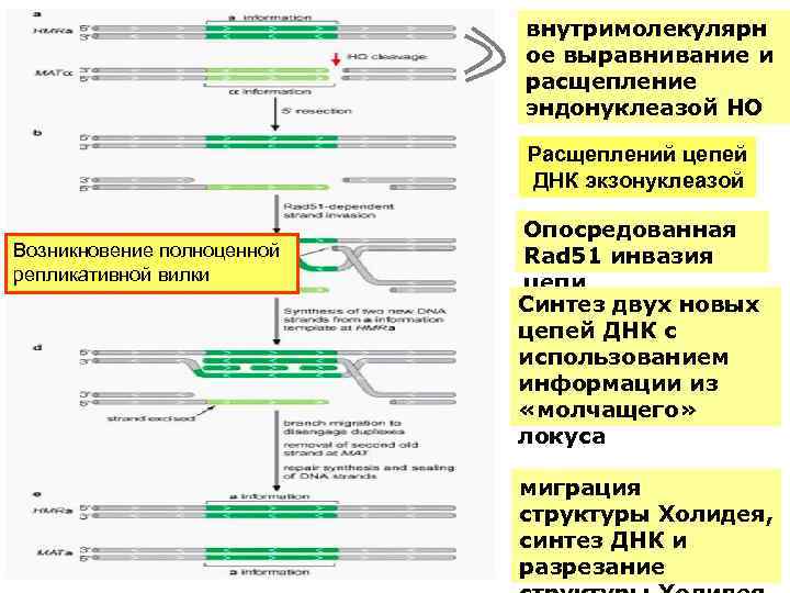 внутримолекулярн ое выравнивание и расщепление эндонуклеазой HO Расщеплений цепей ДНК экзонуклеазой Возникновение полноценной репликативной