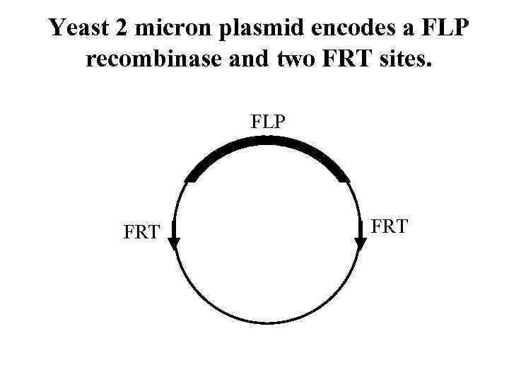 Yeast 2 micron plasmid encodes a FLP recombinase and two FRT sites. FLP FRT