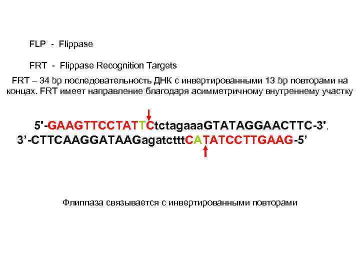 FLP - Flippase FRT - Flippase Recognition Targets FRT – 34 bp последовательность ДНК