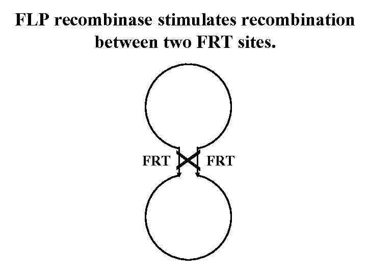 X FLP recombinase stimulates recombination between two FRT sites. FRT 