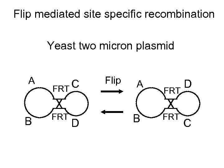 Flip mediated site specific recombination Yeast two micron plasmid A B FRT C FRT