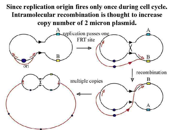 Since replication origin fires only once during cell cycle. Intramolecular recombination is thought to