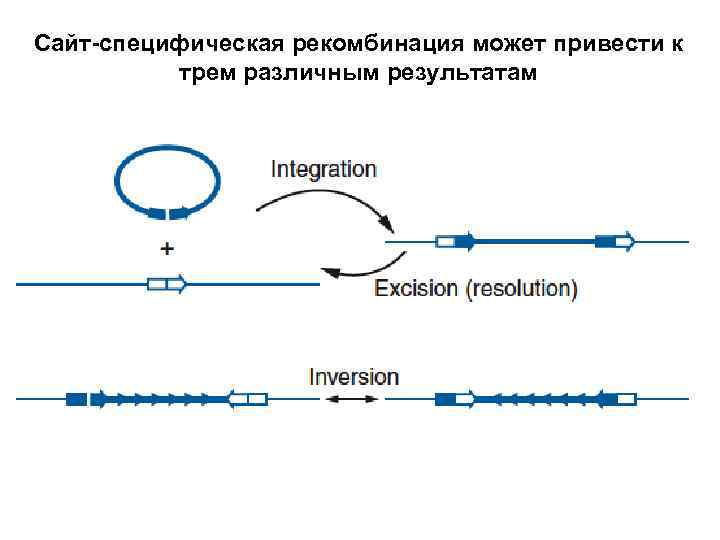 Сайт-специфическая рекомбинация может привести к трем различным результатам 