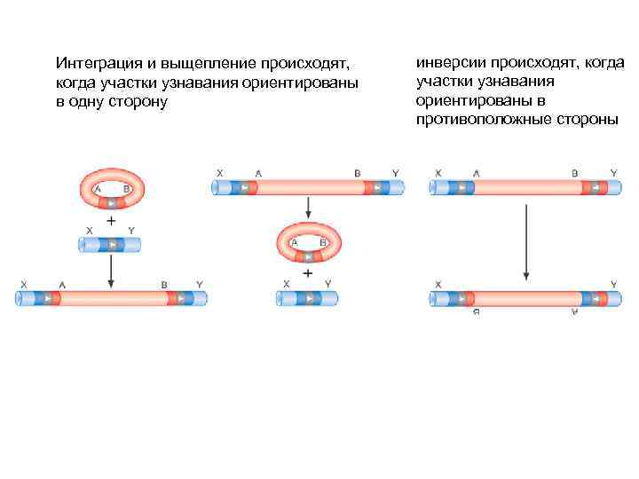 Интеграция и выщепление происходят, когда участки узнавания ориентированы в одну сторону инверсии происходят, когда