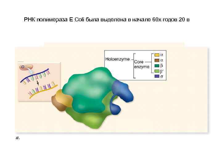 РНК полимераза E Coli была выделена в начале 60 х годов 20 в 