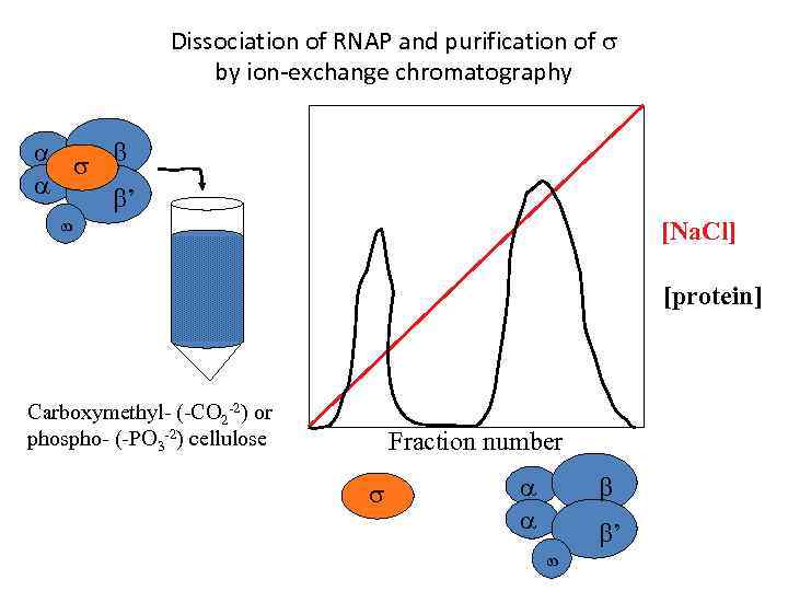Dissociation of RNAP and purification of by ion-exchange chromatography ’ [Na. Cl] [protein] Carboxymethyl-
